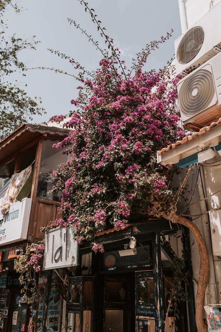 Flowering Tree Infront Of A Shop