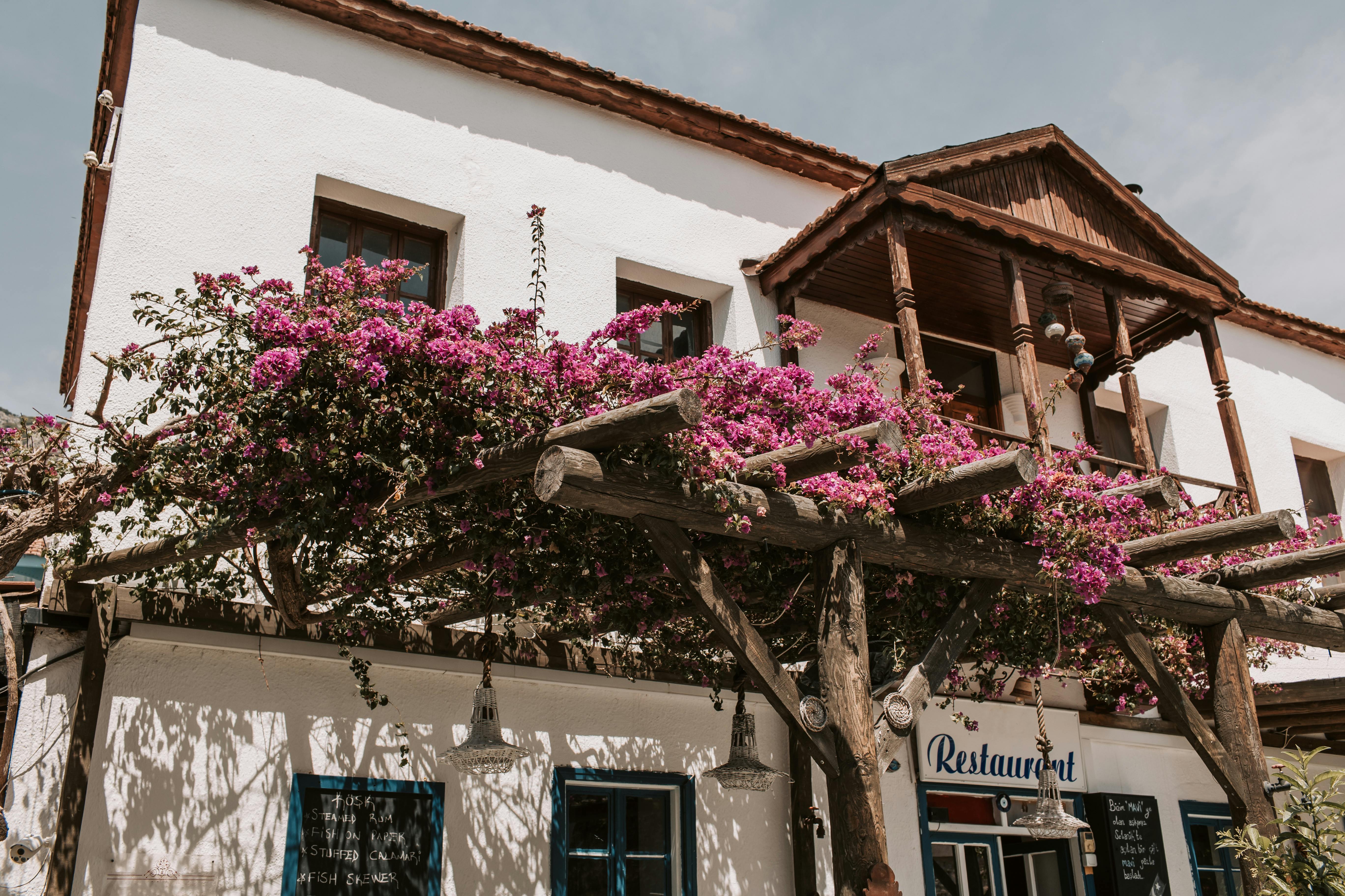 purple flowering plant on trellis infront of a building