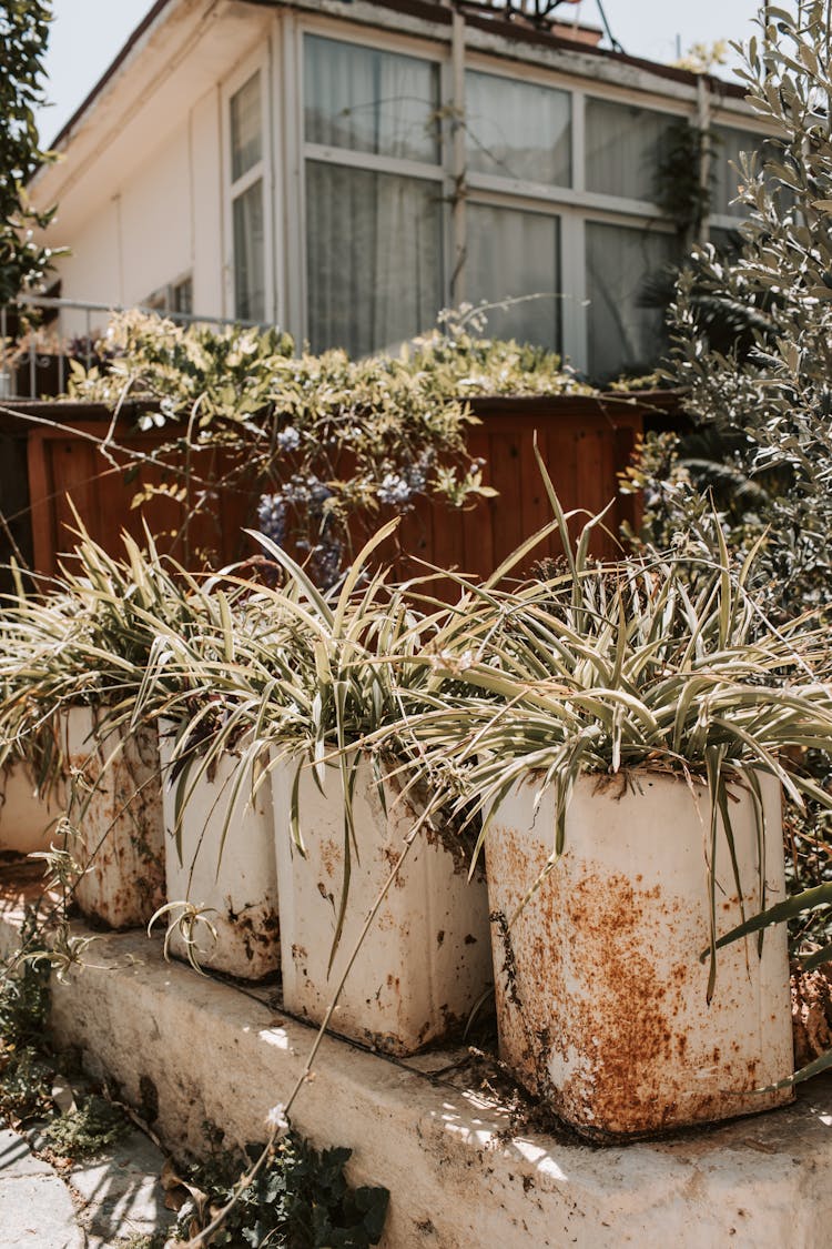 Plants In Dirty Pots Outside A House