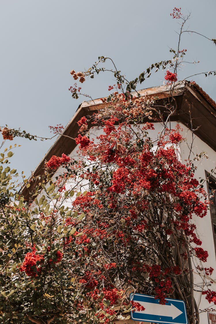 Red Flowering Tree Beside A House