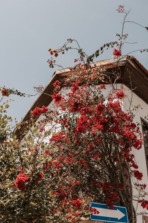Free Vibrant red blossoms on a traditional Turkish house in Antalya, capturing a sunny summer day. Stock Photo