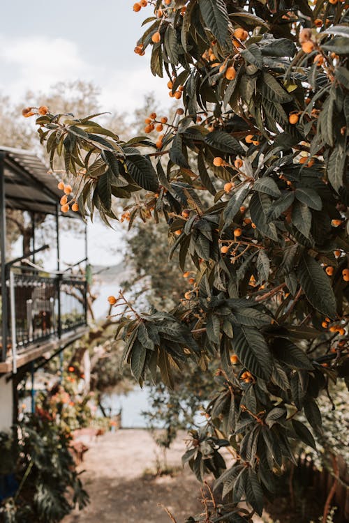 A Fruit Bearing Tree Near A House