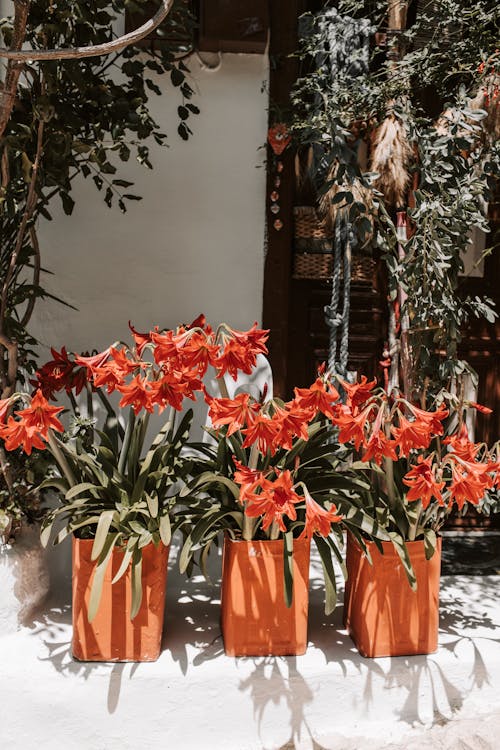 Orange Flowering Plants In Pots