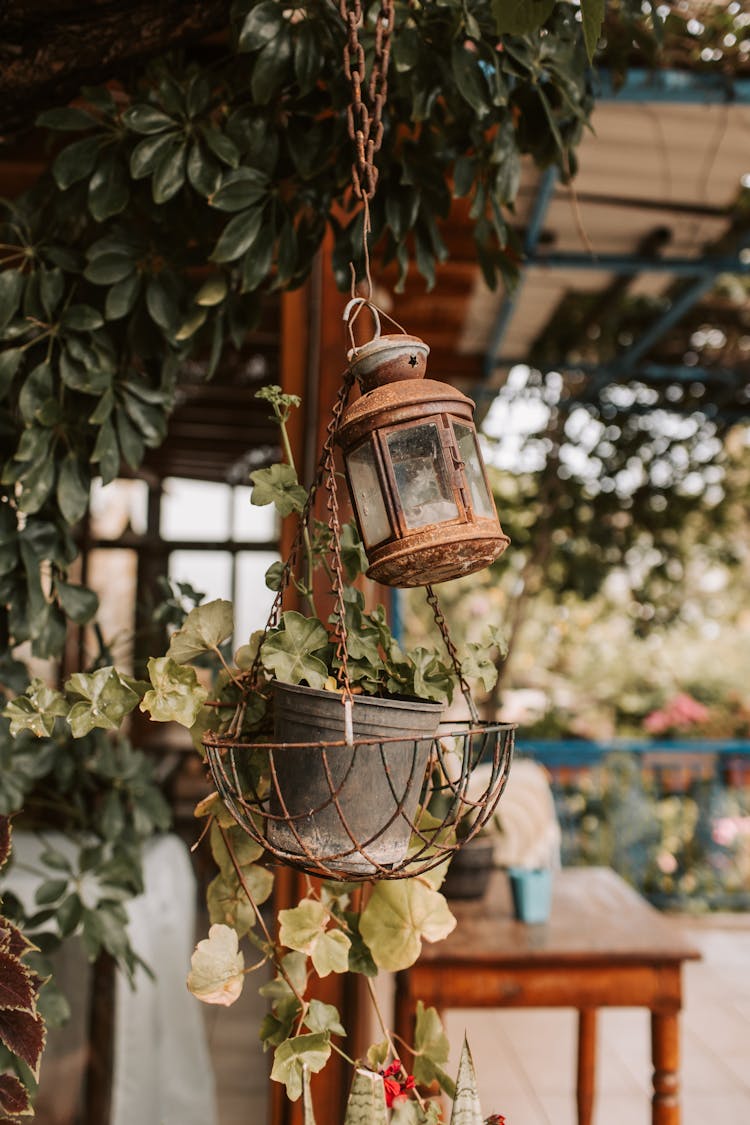 Hanging Plant Beside A Lamp