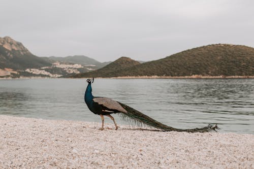 Foto d'estoc gratuïta de a l'aire lliure, aigua, animal