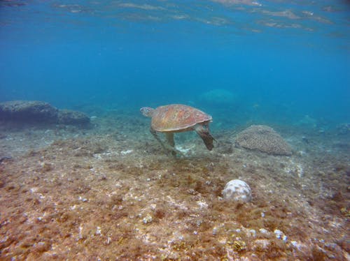 Free Turtle Swimming in Sea Water  Stock Photo