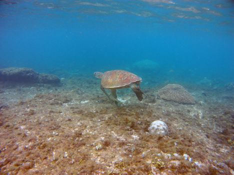 A close-up shot of a sea turtle swimming underwater, showcasing marine life.