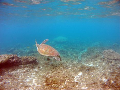 A sea turtle gracefully swims over a coral reef in crystal clear ocean waters.