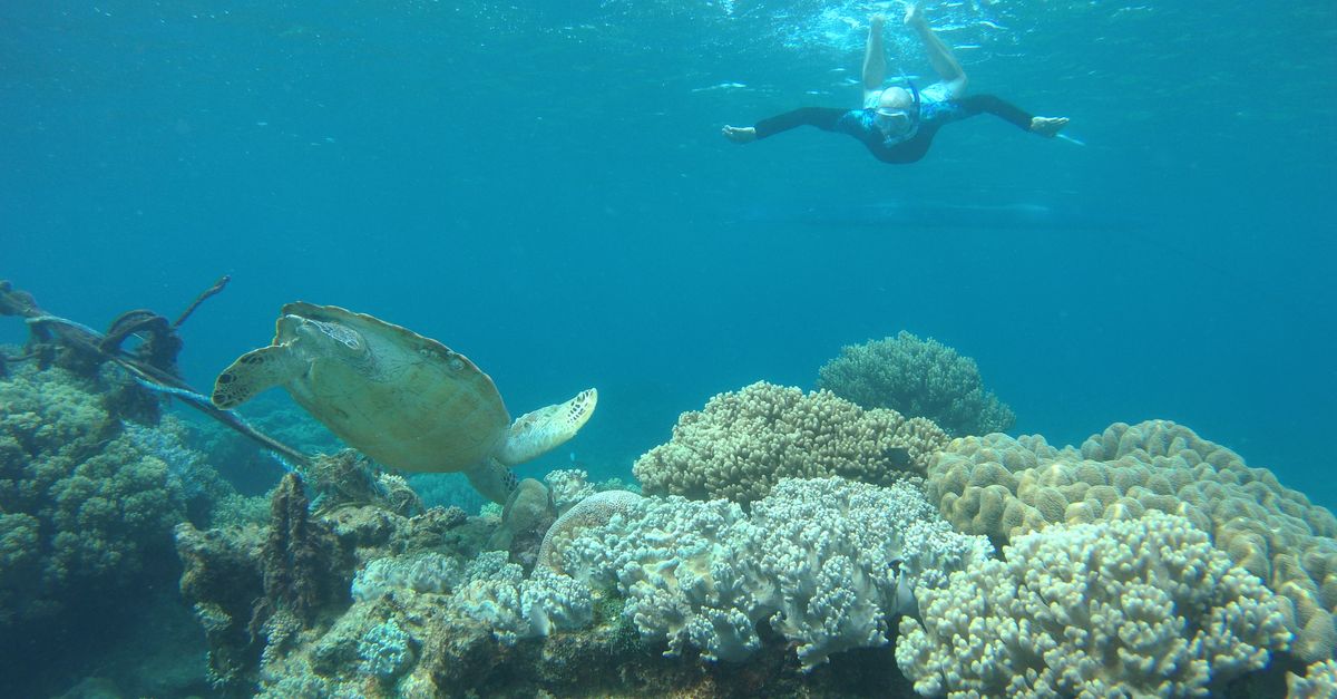政治:蕭美琴浮潛帛琉看海龜 惠恕仁親自導覽「上帝的水族箱」