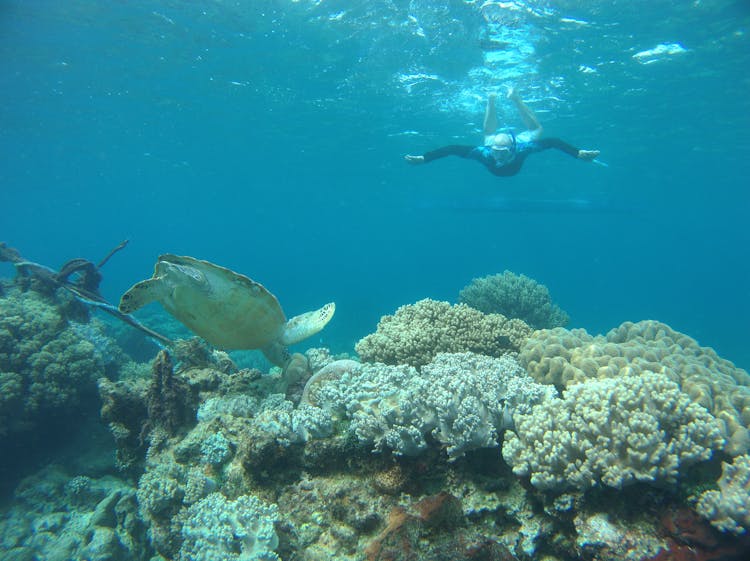 A Person Swimming Underwater While Looking At The Sea Turtle