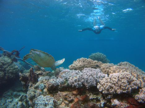A diver explores vibrant corals and swims with a sea turtle in a stunning underwater scene.