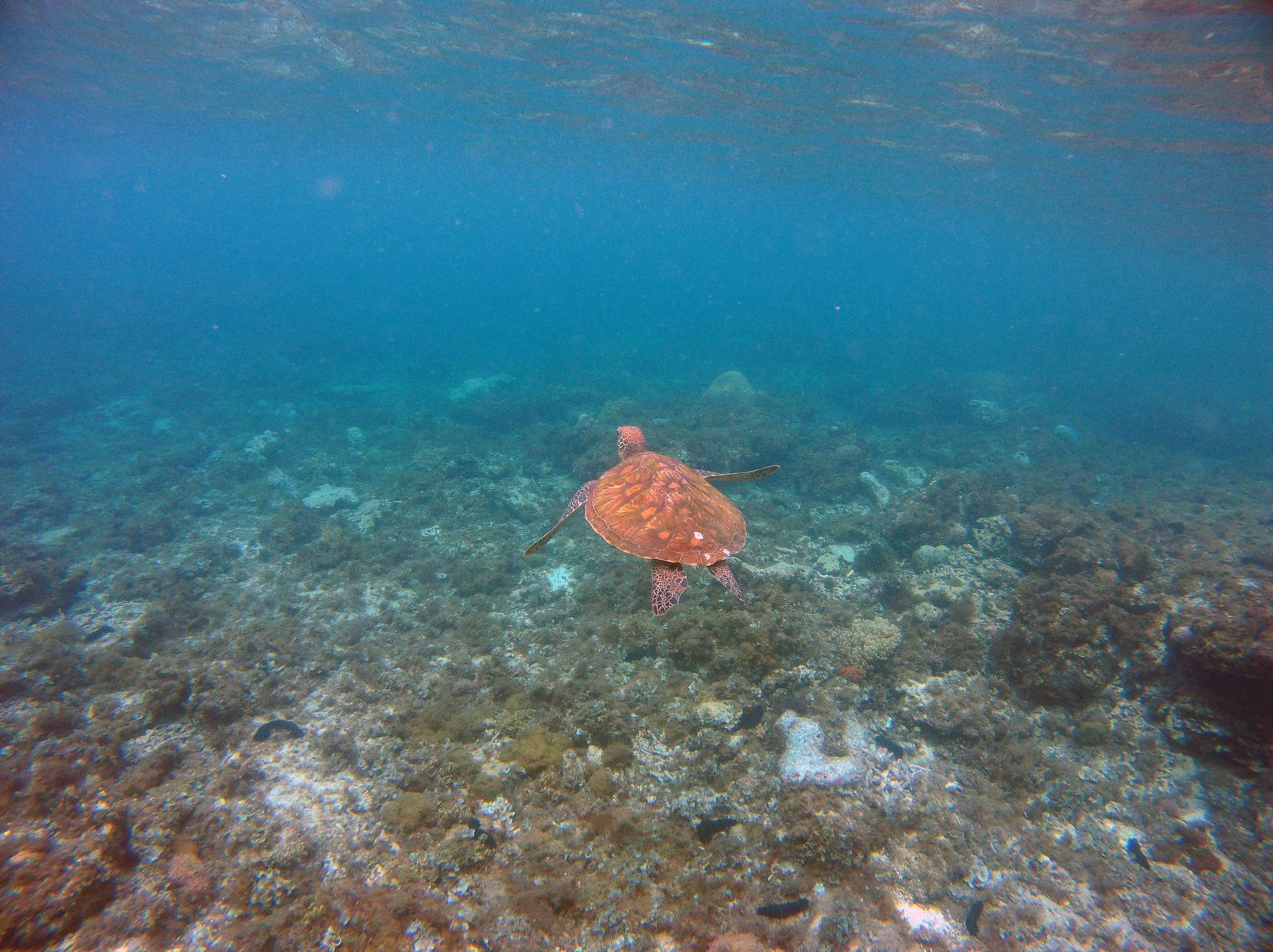 Representative sea-turtle image