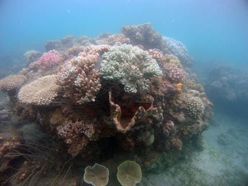 A Coral Reef Underwater