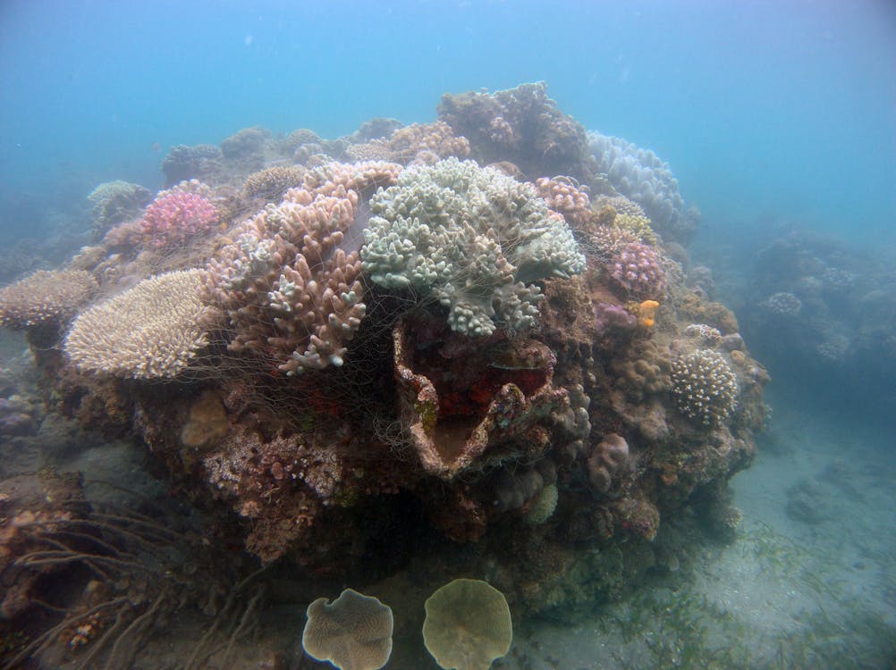 бесплатная Бесплатное стоковое фото с водный, коралловый риф, кораллы Стоковое фото
