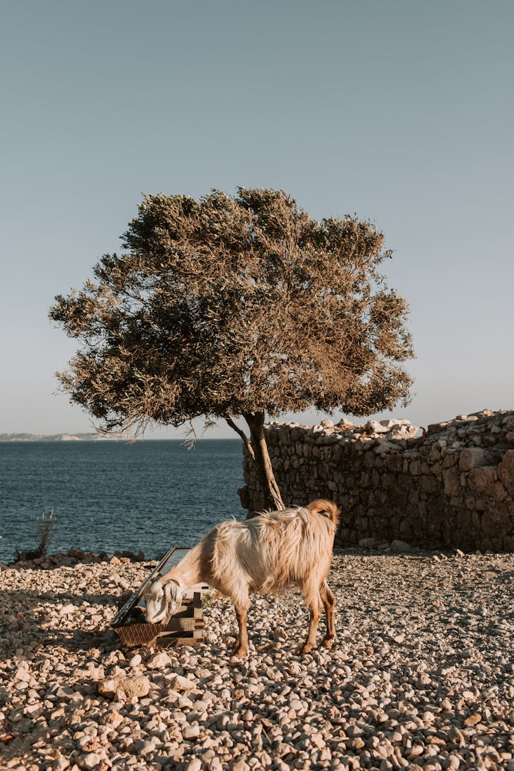 A Domestic Goat Eating Near Body Of Water