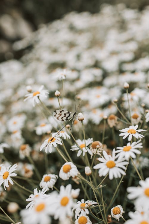 бесплатная Бесплатное стоковое фото с белые маргаритки, белые цветы, глубина резкости Стоковое фото