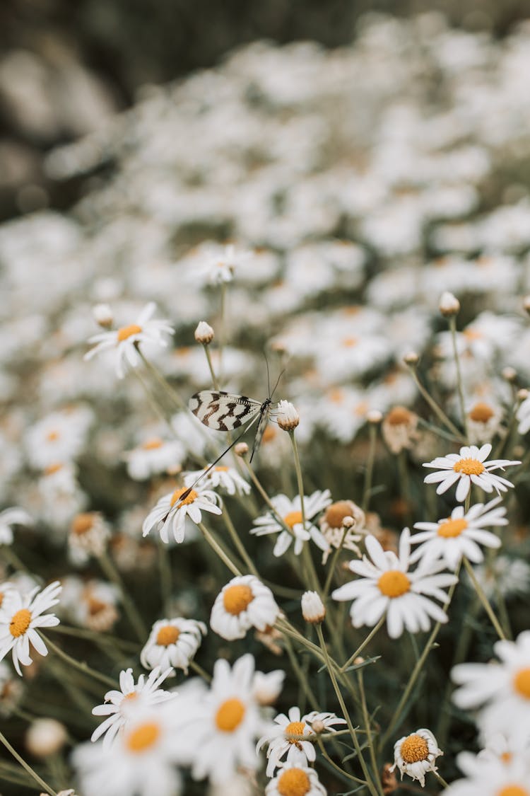 White Daisies In Bloom