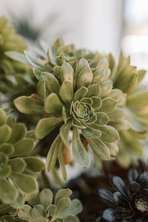 A Succulent Plant In Bloom