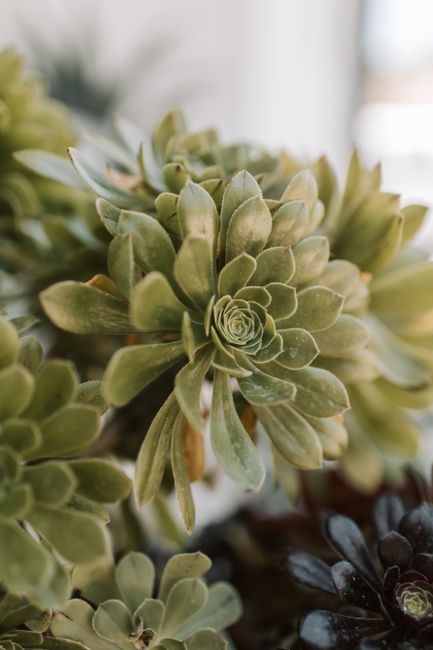 Detailed close-up image of a green succulent plant showcasing intricate leaf patterns.