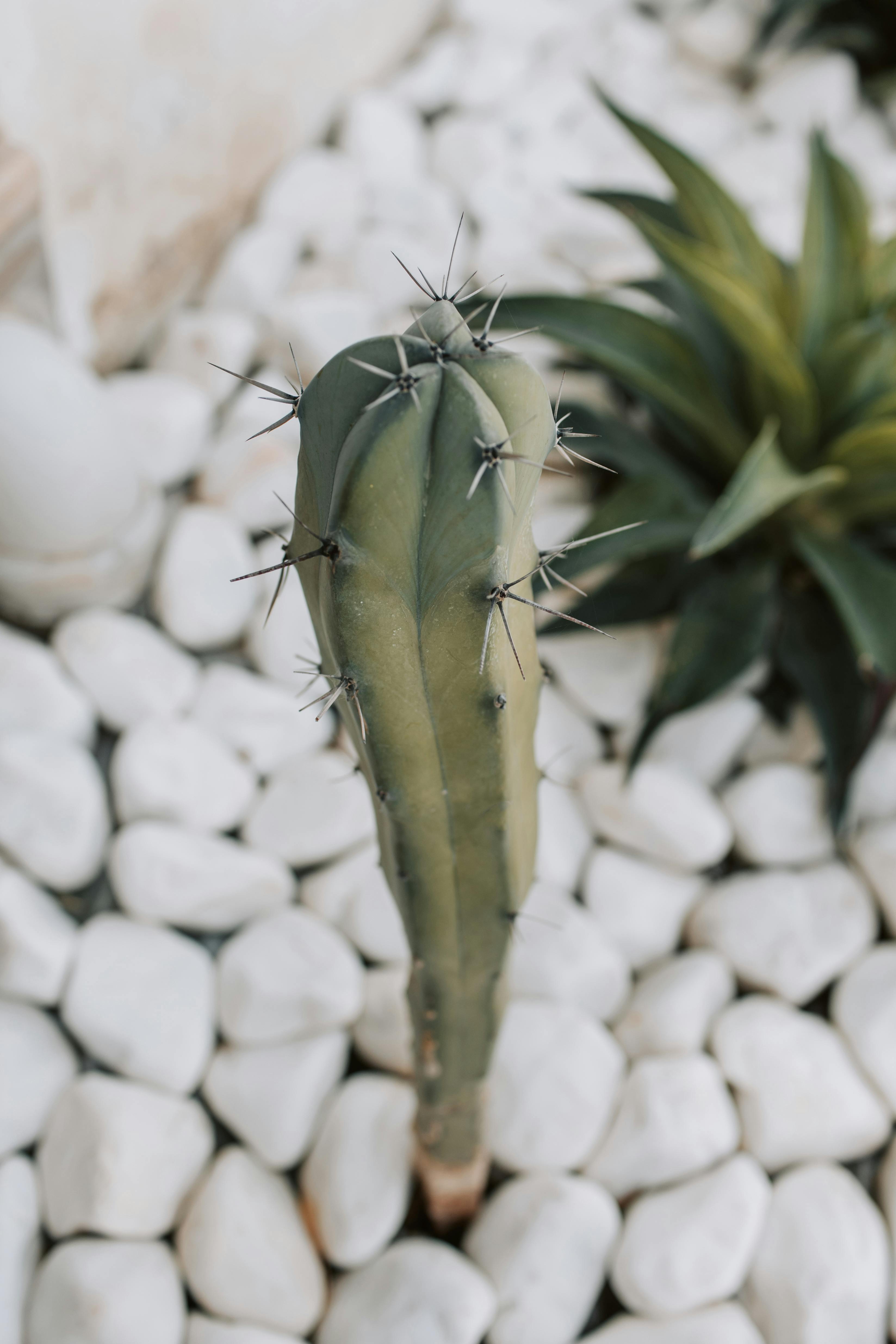 cactus plant with white stones on ground