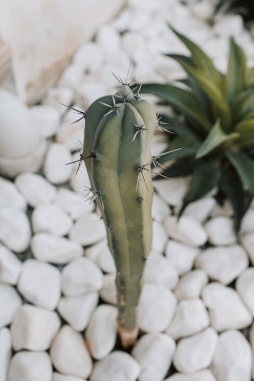 Cactus Plant With White Stones On Ground