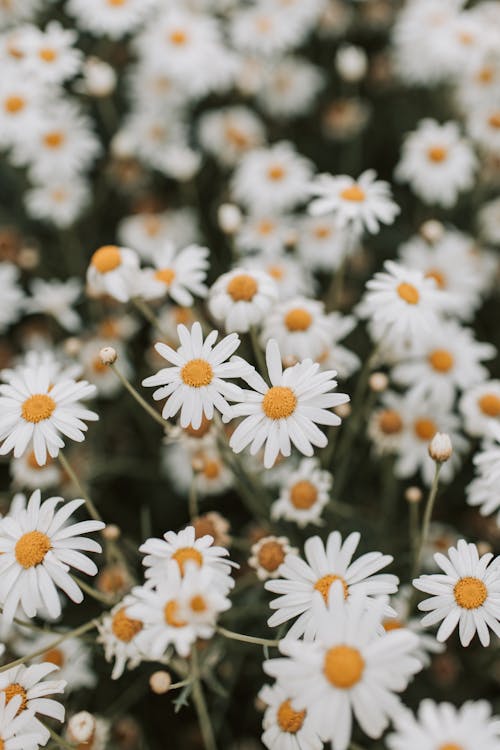 бесплатная Бесплатное стоковое фото с белые маргаритки, белые цветы, глубина резкости Стоковое фото
