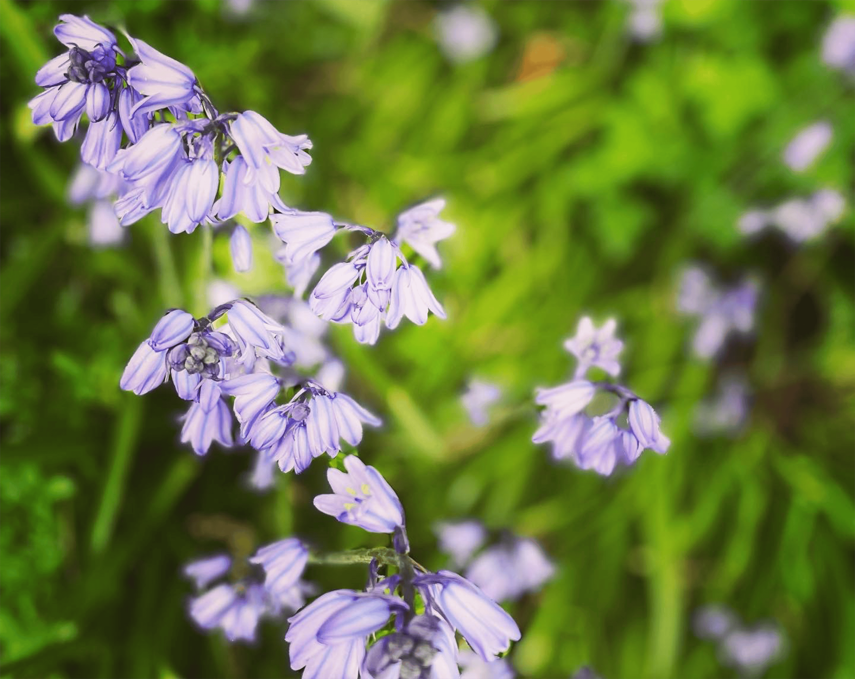 Purple Hibiscus Flower · Free Stock Photo