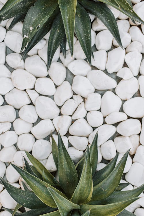 White Stones Beside Green Plants