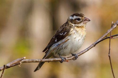 Free A vibrant male Rose-breasted Grosbeak sits perched on a tree branch in natural sunlight. Stock Photo