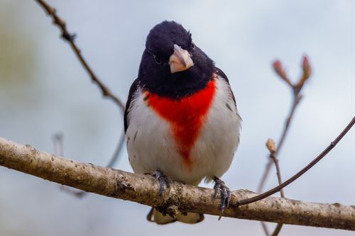 Free Close-up of a rose-breasted grosbeak with its distinct red chest, perched on a branch against a soft sky background. Stock Photo