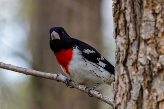 A Rose-Breasted Grosbeak Perched on a Branch