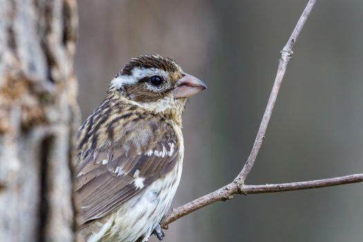 A Rose-Breasted Grosbeak on a Branch