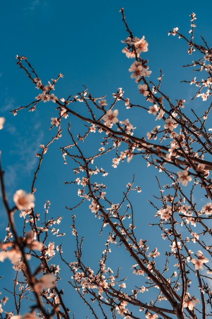 Low angle shot of cherry blossoms with a vibrant blue sky, capturing spring's beauty.
