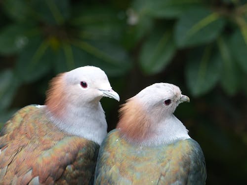 免费 两只白棕绿鸟选择性聚焦摄影 素材图片