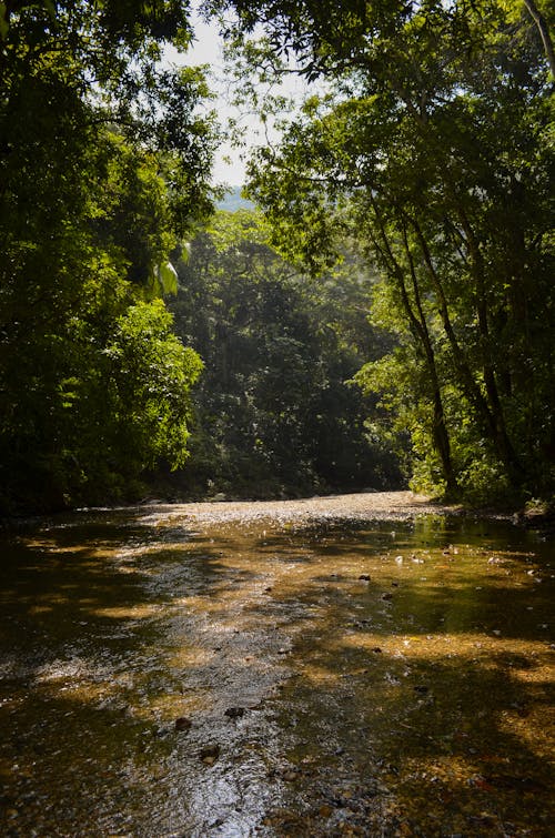 Photo of River surrounded by Trees