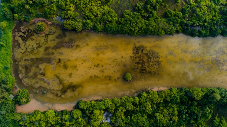 Swampy Backwater With Lush Greenery