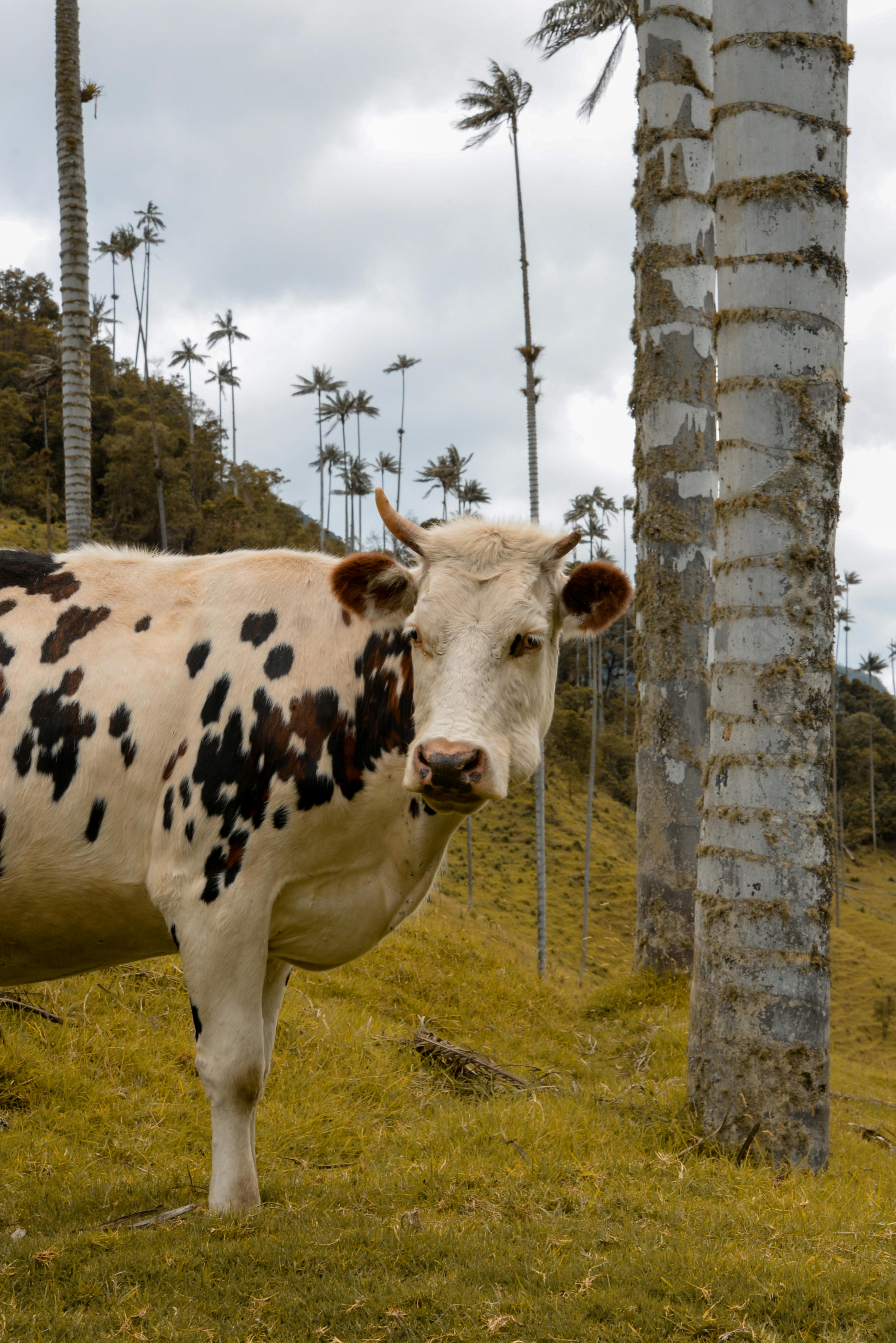 a cow on a field with palm trees