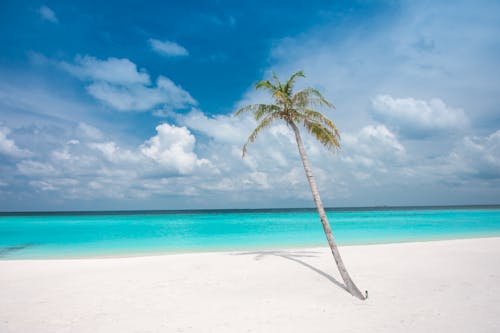 Idyllic landscape with lonely palm growing on empty tropical coastline with white sandy beach and turquoise ocean water on summer day