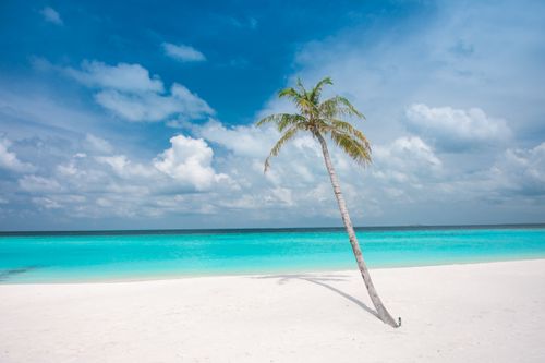 Free Idyllic landscape with lonely palm growing on empty tropical coastline with white sandy beach and turquoise ocean water on summer day Stock Photo