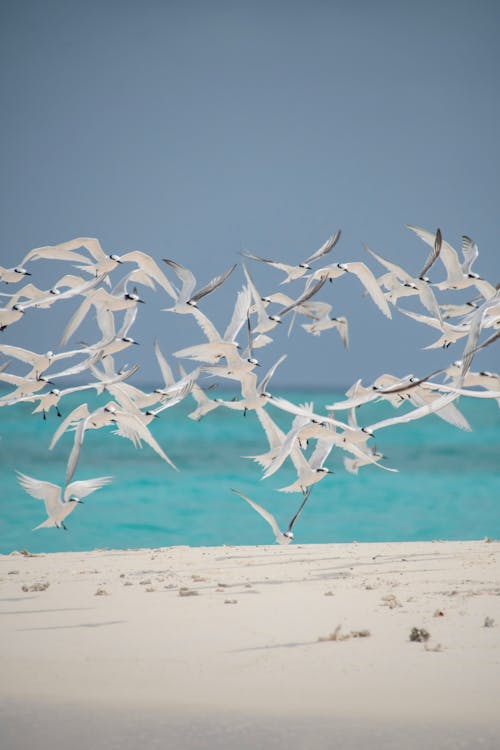 A Flock of Seabirds Flying Near the Shore