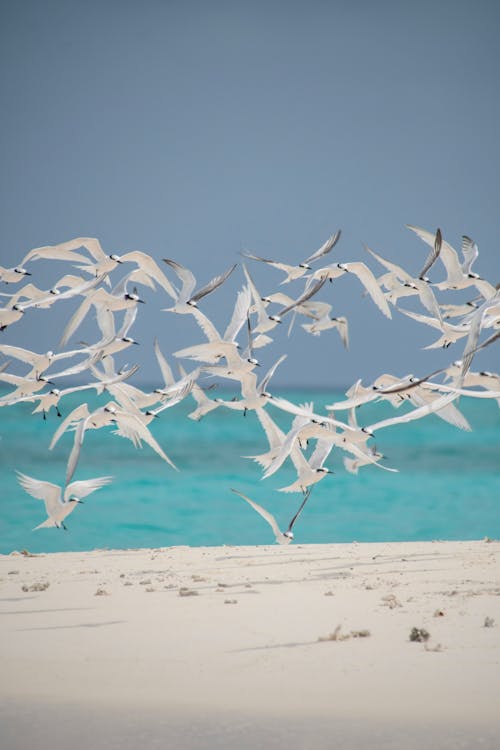 Kostenloses Stock Foto zu fliegen, herde, tier fotografie