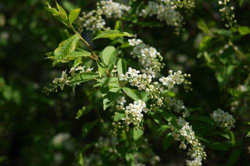 Free Detailed shot of blooming white flowers on green branches in a lush garden setting. Stock Photo
