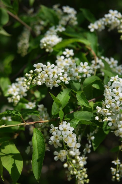 Free Close-up of white cherry blossoms with fresh green leaves, showcasing natural beauty and tranquility. Stock Photo