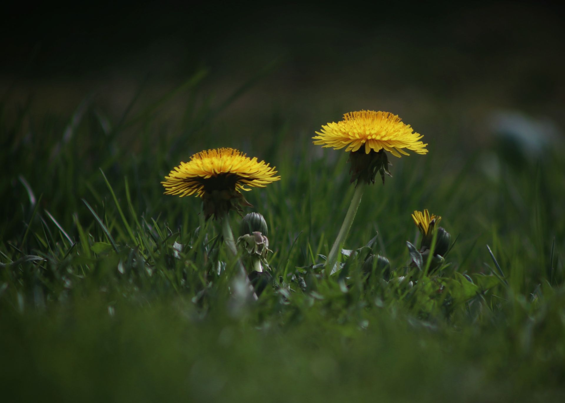 Close-up of bright yellow dandelions blooming in lush green grass, highlighting nature's beauty.