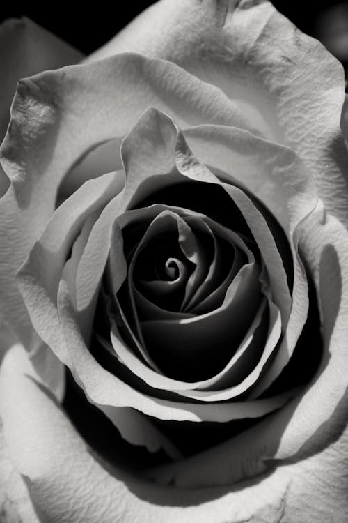 Free Grayscale Photo of a Rose in Bloom Stock Photo