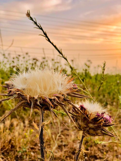 Free Close-up of thistle flowers in a Zharawa field with a beautiful summer sunset backdrop. Stock Photo