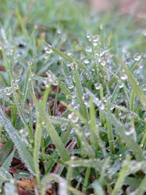 Foto profissional grátis de gotas de orvalho