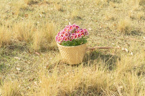 꽃, 꽃 사진, 야외에서의 무료 스톡 사진