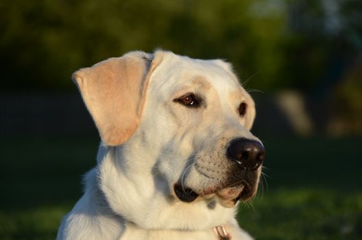 Close-up of a Labrador Retriever basking in the warm glow of sunset, outdoors.