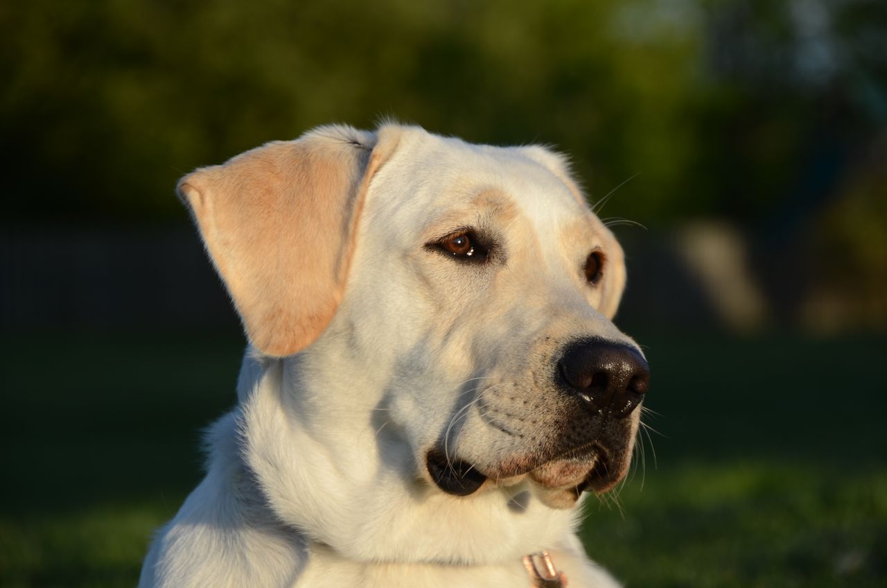 close up of a labrador retriever basking in the warm glow of sunset ou